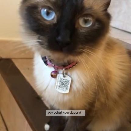 Photo de chat perdu à La Seyne Sur Mer