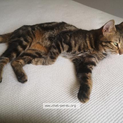 Photo 1/1 Chat retrouvé Trouvé à Lyon
