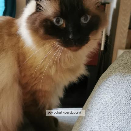 Photo de chat perdu à Toulouse