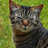 Photo de chat perdu à Bois Guillaume