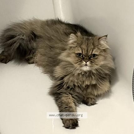 Photo de chat perdu à Tours