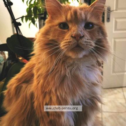 Photo 1/1 Chat retrouvé Perdu à Roquebrune sur argens