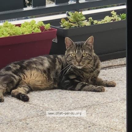Photo 1/1 Chat retrouvé Perdu à Bordeaux