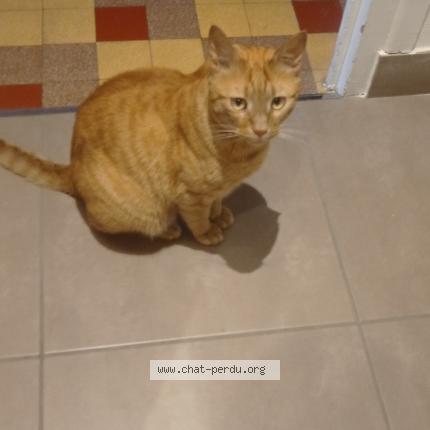 Photo 1/1 Chat retrouvé Perdu à Grenoble