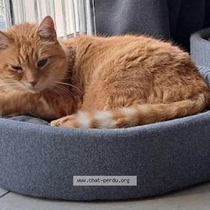 Photo de chat perdu à Sainte Helene Sur Isere