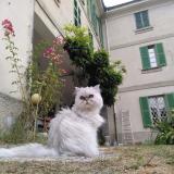 Photo de chat perdu à Ferney Voltaire