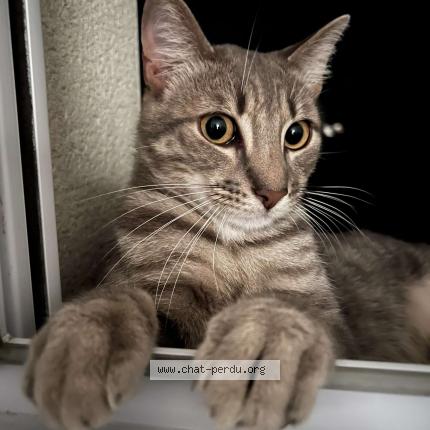 Photo 1/1 Chat retrouvé Perdu à Poitiers