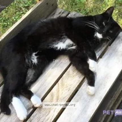 Photo 1/1 Chat retrouvé Perdu à Saint Nazaire