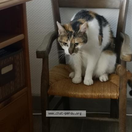 Photo 1/1 Chat retrouvé Perdu à Notre Dame De Bondeville