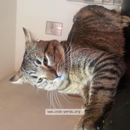 Photo de chat perdu à Vienne