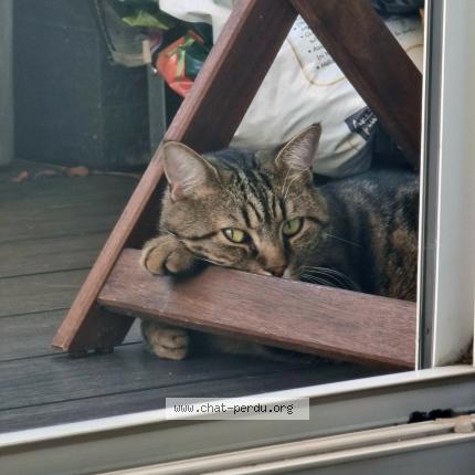 Photo 1/1 Chat retrouvé Perdu à Alfortville