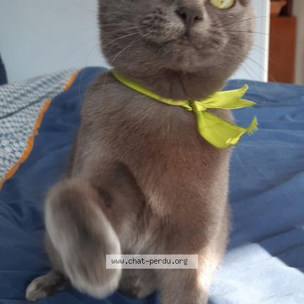 Photo 1/1 Kiara Chat perdu à La roche clermault