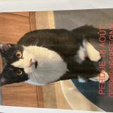 Photo de chat perdu à Segny