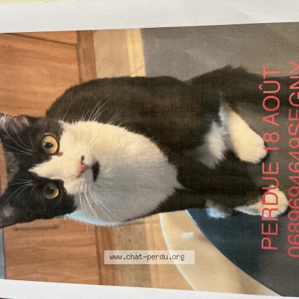 Photo 1/1 Chat retrouvé Perdu à Segny