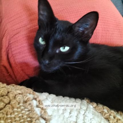 Photo 1/1 Chat retrouvé Perdu à Toulouse