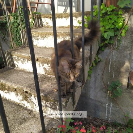 Photo 1/1 Chat retrouvé Perdu à Tours
