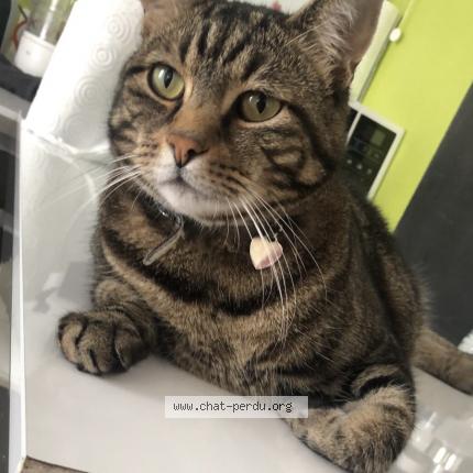 Photo 1/2 Katous Chat perdu à Halluin