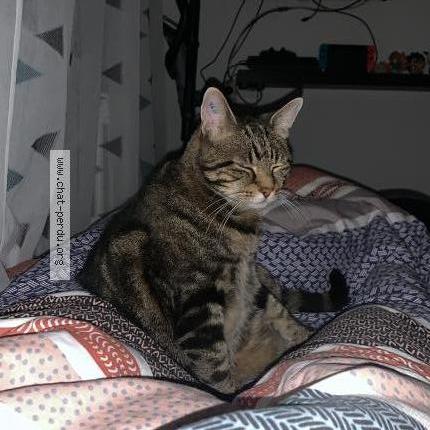 Photo 2/2 Katous Chat perdu à Halluin