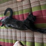 Photo de chat perdu à Paray Douaville