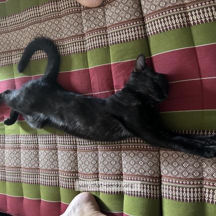 Photo 1/1 Chat retrouvé Perdu à Paray douaville