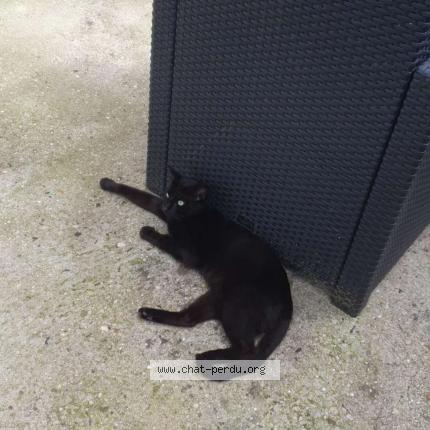 Photo 1/1 Chat retrouvé Perdu à Estrees Saint Denis