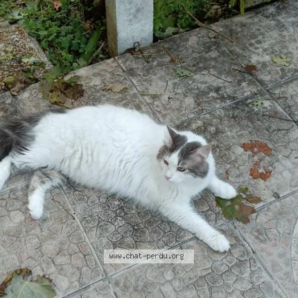 Photo 1/1 Chat retrouvé Perdu à Pau