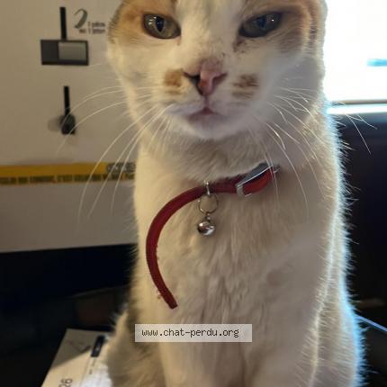 Photo 1/1 Chat retrouvé Trouvé à Saint Michel Sur Orge