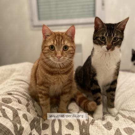 Photo 1/1 Chat retrouvé Perdu à Saint Andre De Cubzac