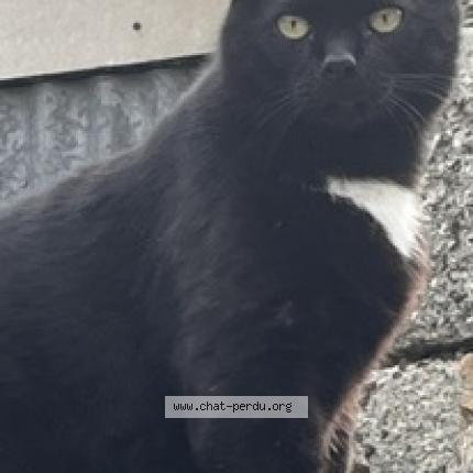 Photo de chat perdu à Saint Yvi
