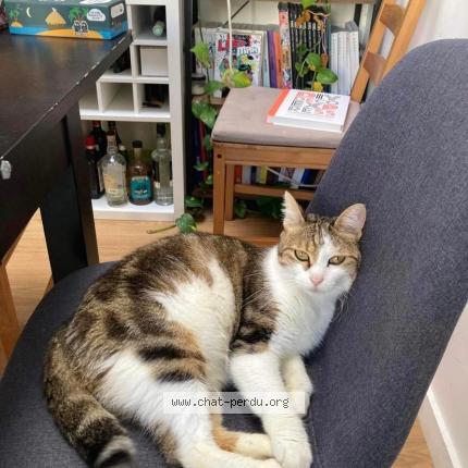 Photo 1/2 Chat retrouvé Perdu à Lille