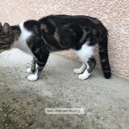 Photo de chat trouvé à Thodure