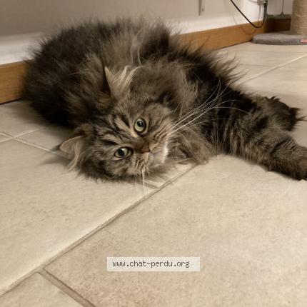 Photo de chat perdu à Vernon