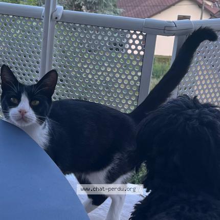 Photo 1/1 Chat retrouvé Perdu à Novalaise