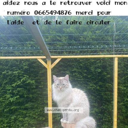 Photo 1/1 Angel Chat perdu à Wallers