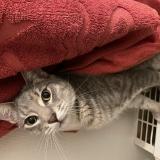 Photo de chat perdu à Bourg En Bresse