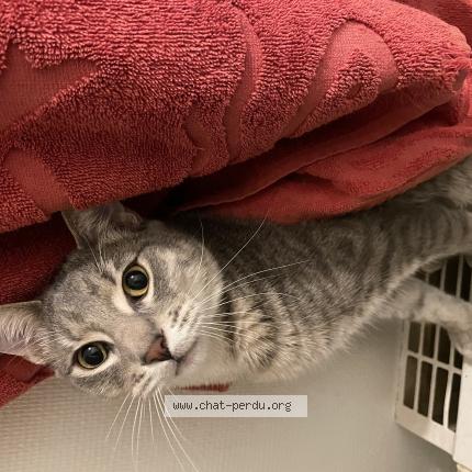 Photo 1/1 Chat retrouvé Perdu à Bourg en bresse