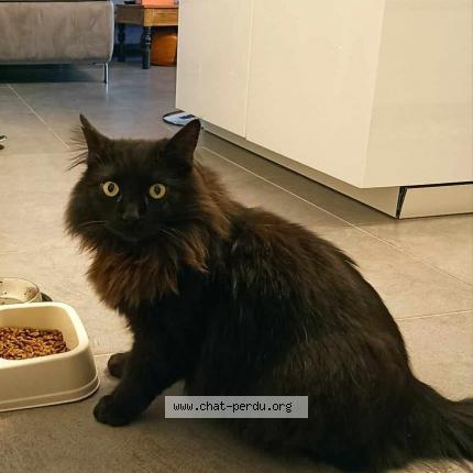 Photo 1/1 Cachou Chat perdu à Gurgy