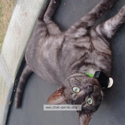 Photo 1/1 Swifer Chat perdu à Nonville