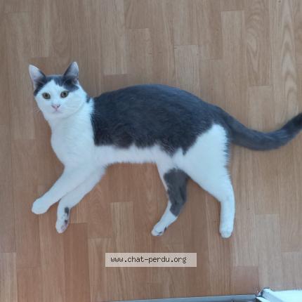 Photo 1/1 Chat retrouvé Perdu à Mulhouse