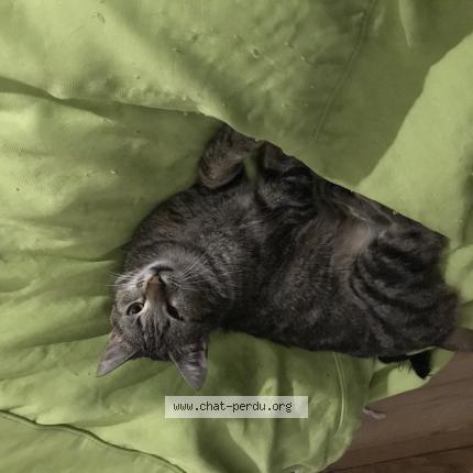 Photo 1/1 Bonnie Chat perdu à Landeda