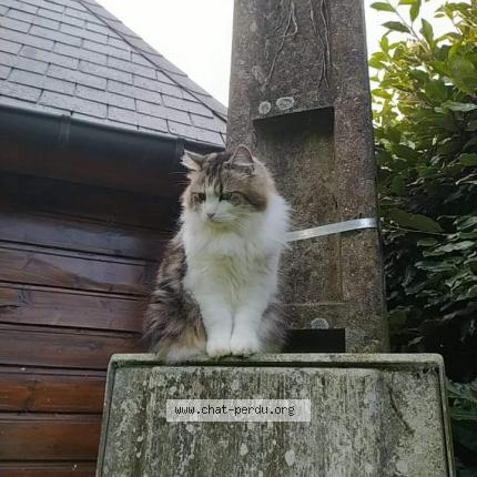 Photo 1/1 Chat retrouvé Perdu à Versailles