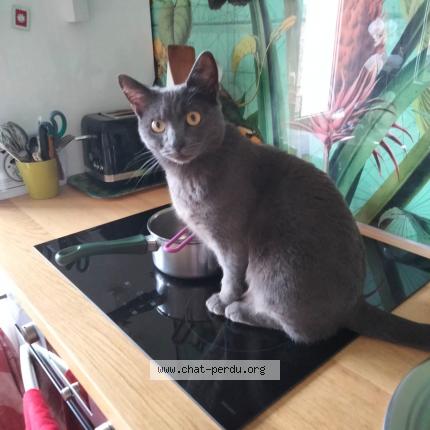 Photo 1/1 Chat retrouvé Perdu à Courbevoie