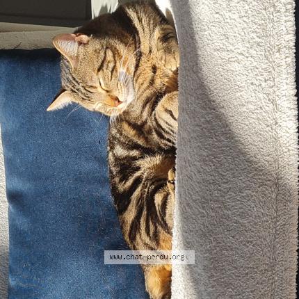 Photo 1/1 Chat retrouvé Perdu à Merignac
