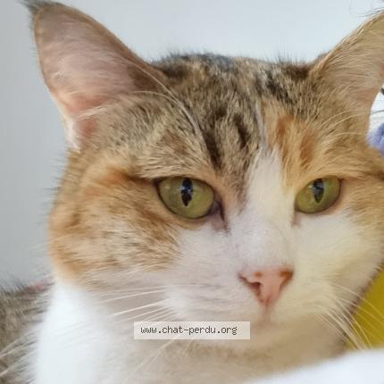 Photo de chat perdu à Toulouse