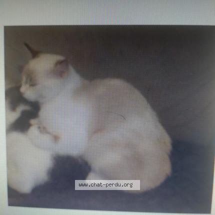 Photo 1/1 Chat retrouvé Perdu à Galgan
