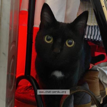 Photo 2/2 Chat retrouvé Trouvé à Paris