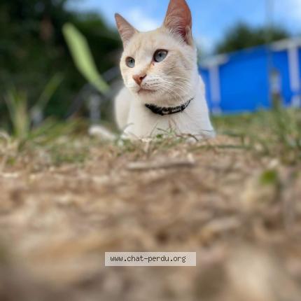 Photo 1/1 Alaska Chat perdu à Bruay la buissiere