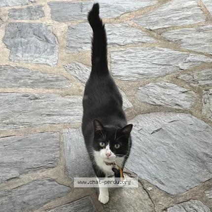 Photo de chat perdu à Nantes