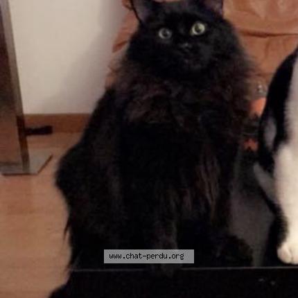 Photo de chat perdu à Toulouse