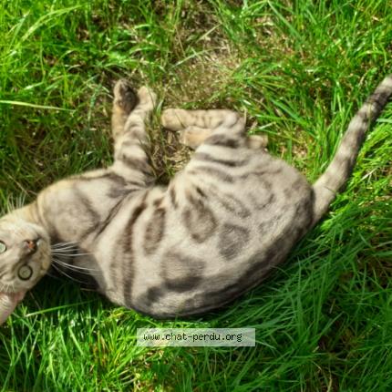 Photo de chat perdu à Louvilliers Les Perche